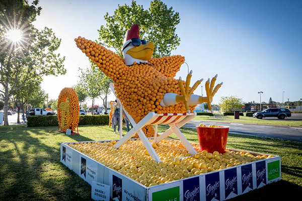 Griffith Citrus Festival installation